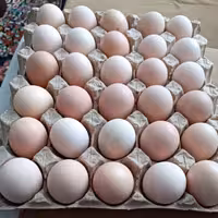 شانه 30 تایی مرغانه سایز بزرگ وزن 1600 گرمی نژاد گلپایگان