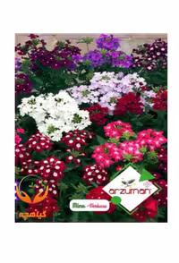 بذر گل شاهپسند آرزومان Arzuman