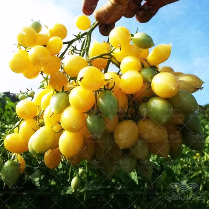 بذر گوجه فرنگی گیلاسی زرد دیوانه آمریکایی