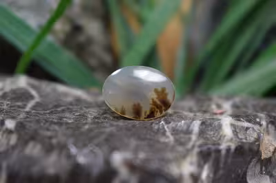 عقیق شجر برزیل