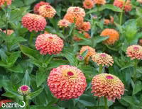 بذر گل آهار ُرز گلد