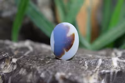 عقیق شجر برزیل