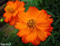 بذر گل ستاره ای نارنجی