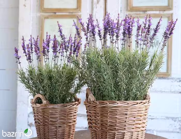 بذر گیاه اسطوخودوس