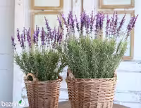 بذر گیاه اسطوخودوس
