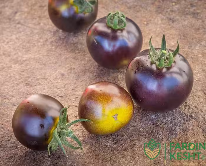 بذر گوجه فرنگی آبی ، سبز واگنر آمریکایی بسته 10 عددی