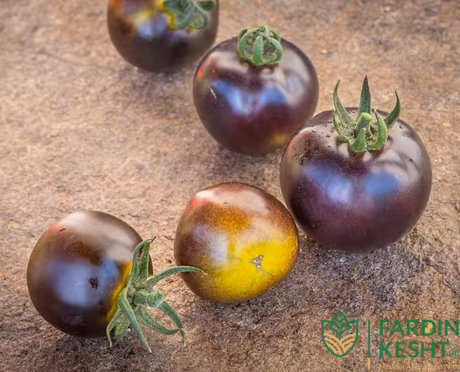 بذر گوجه فرنگی آبی ، سبز واگنر آمریکایی بسته 10 عددی