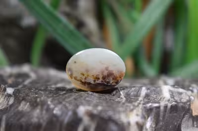 عقیق شجر برزیل