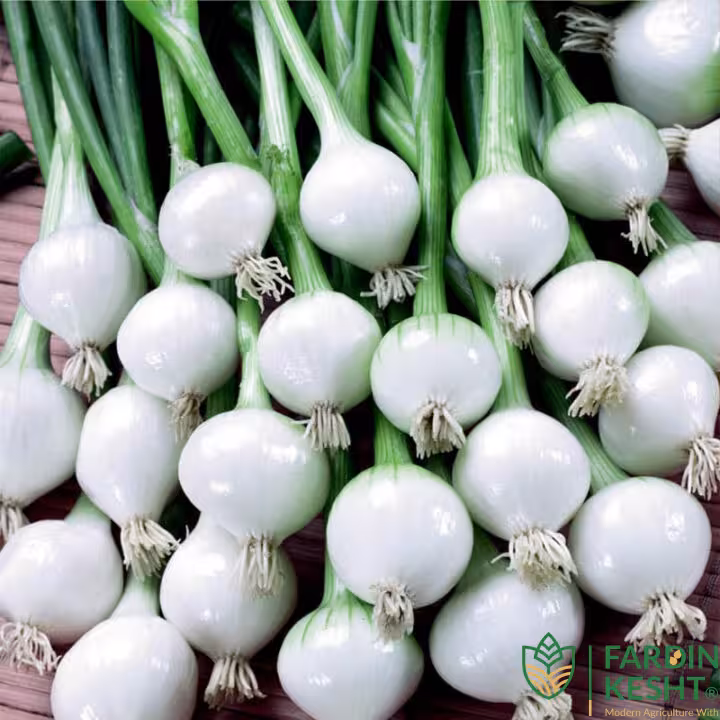 بذر پیاز ترشی (بیبی پیاز) اسپانیایی بسته 100 عددی