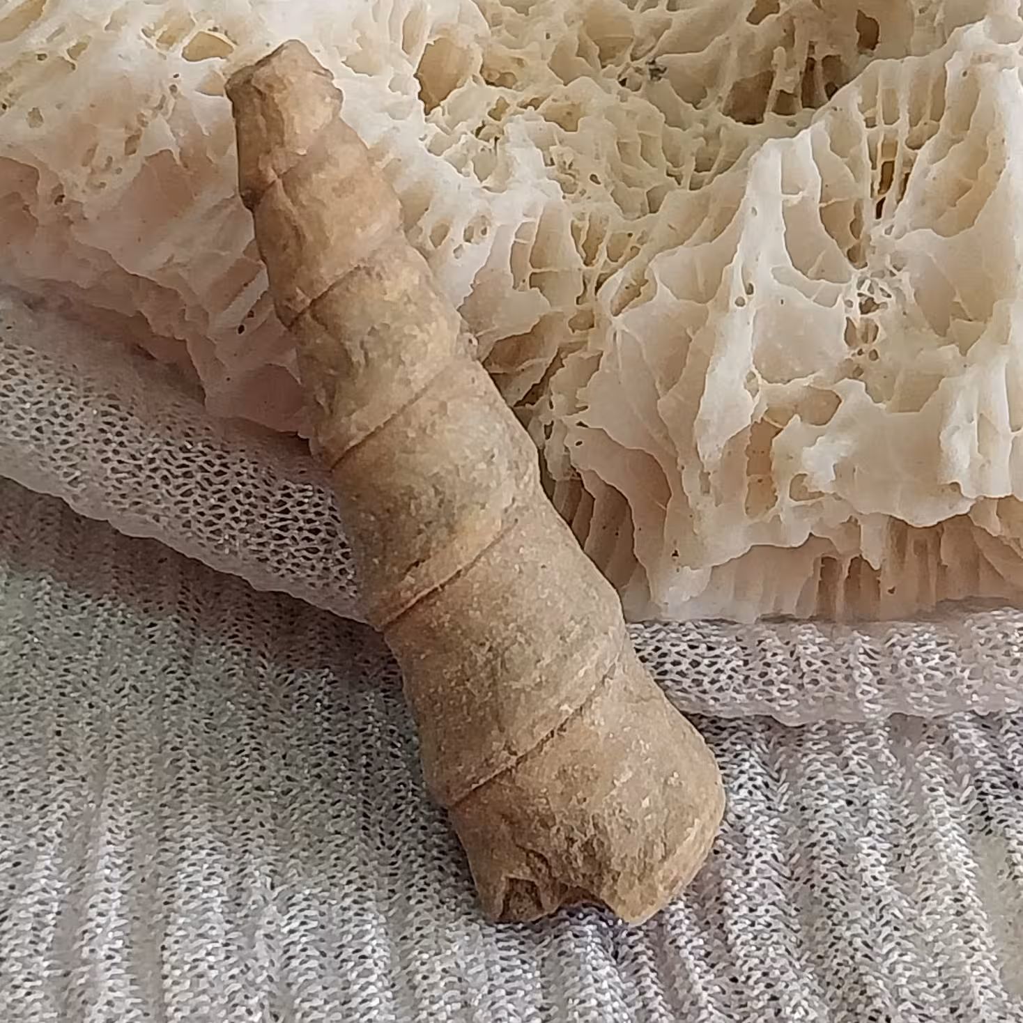 عرج الجبل اصل و کمیاب زیبا