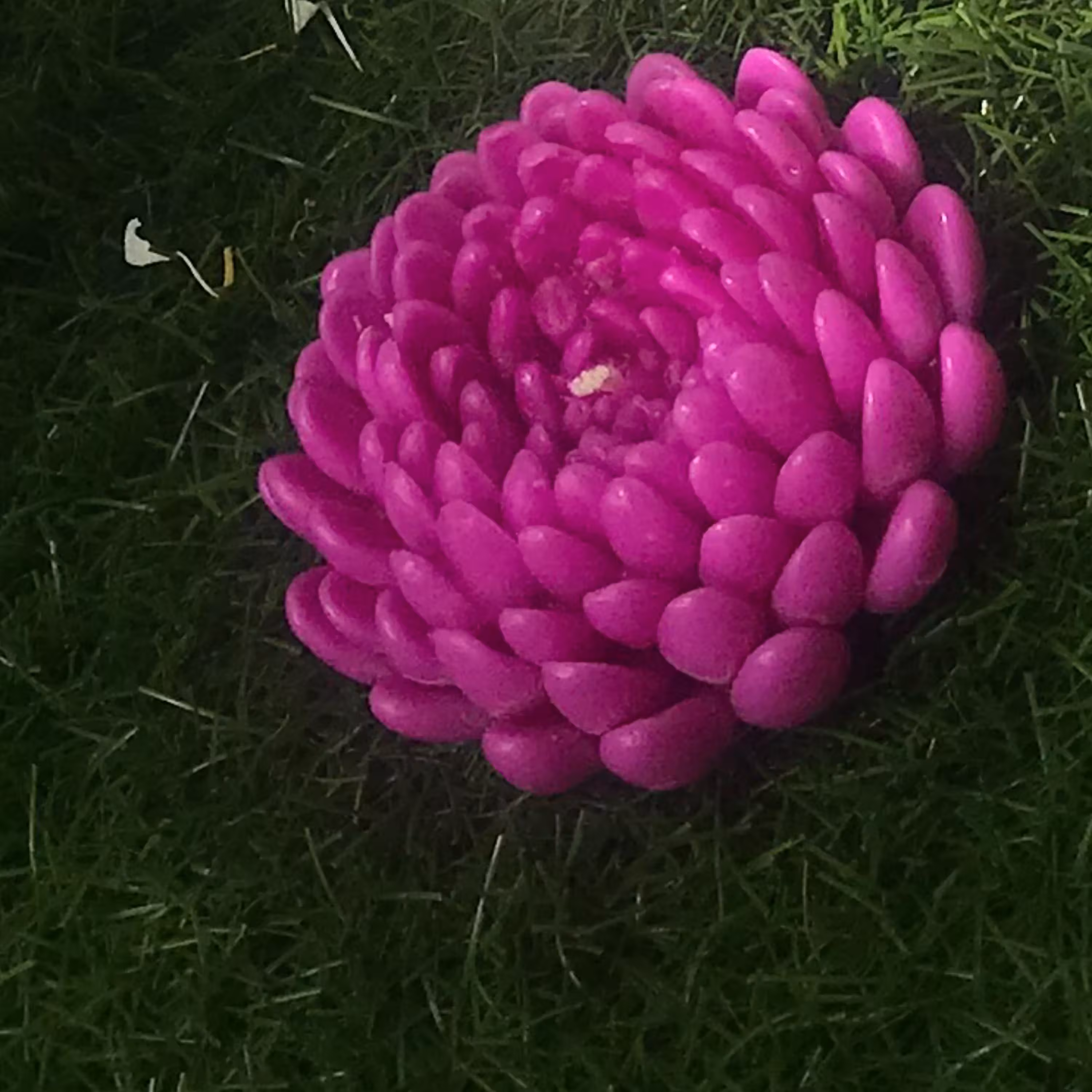 شمع گل داوودی