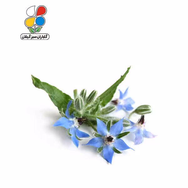 بذر گل گاوزبان بسته سه عددی
