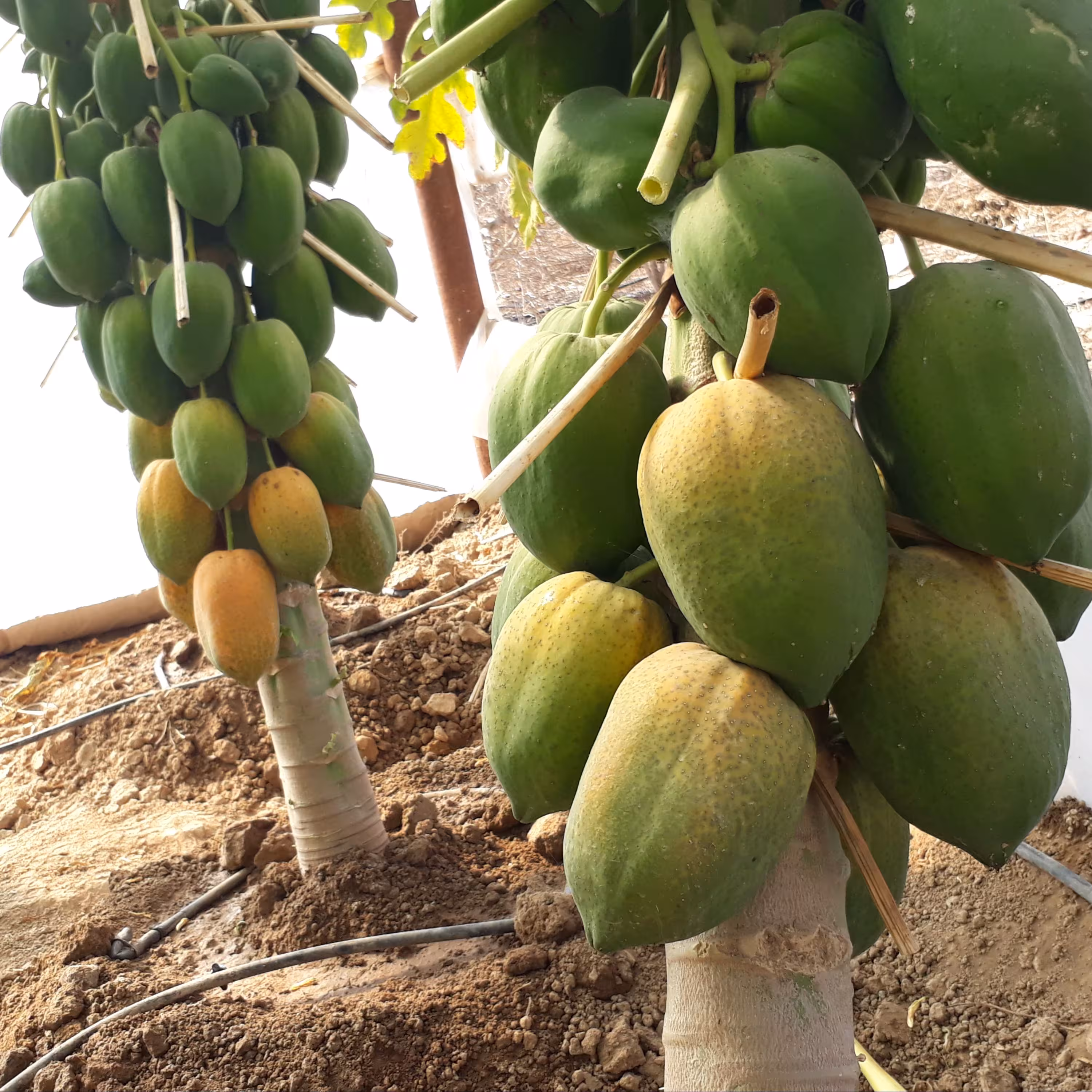 بذر پاپایا رٍدلیدی پاکوتاه هیبرید F2 (بسته 50 عددی)