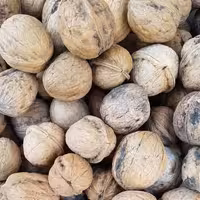 گردو با پوست چرب800گرمی