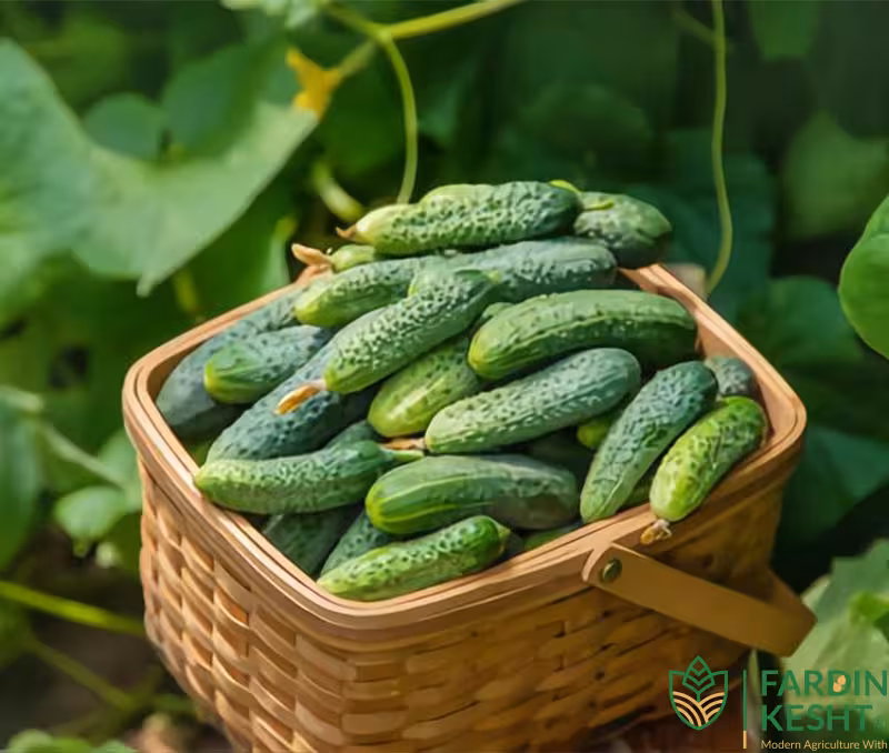 بذرخیارخاردار بوته ای زودرس اسپانیایی بسته 10 عددی