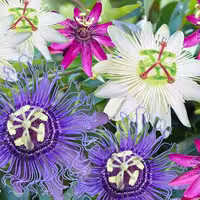 بذر گل ساعتی رونده Passiflora