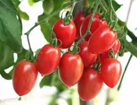 بذر گوجه فرنگی زیتونی قرمز درختی