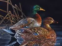 تابلو نقاشی مرغابی های وحشی کد 102566
