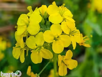 بذر خردل زرد