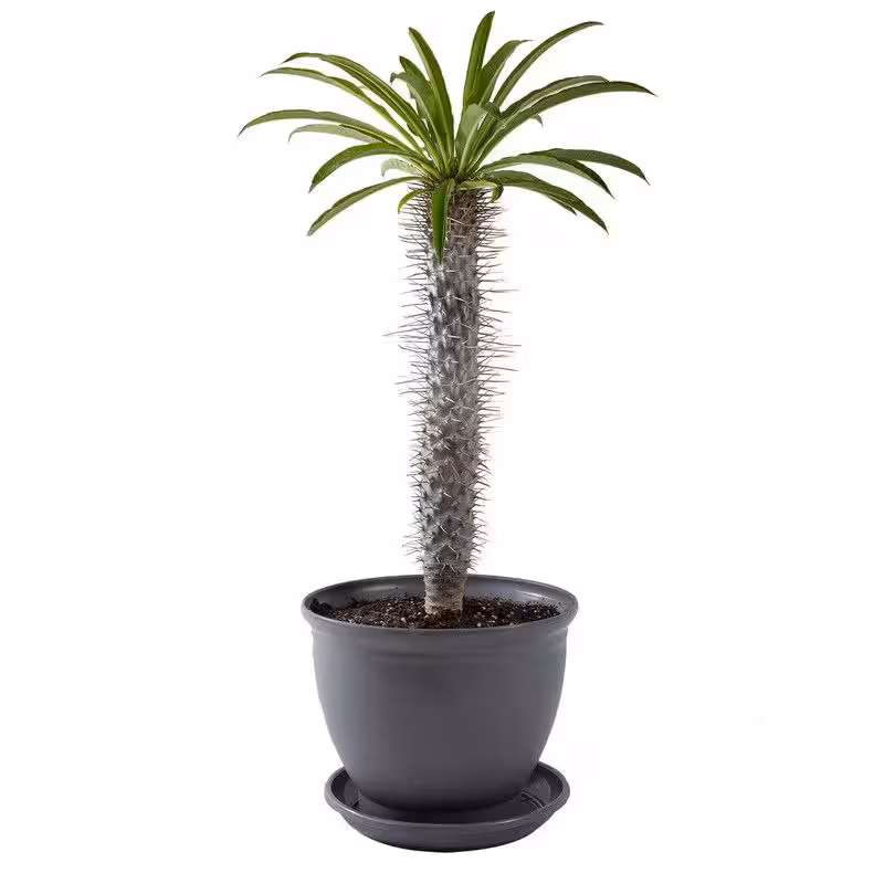 گل نخل ماداگاسکار