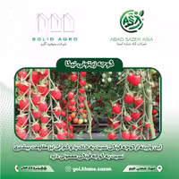 بذر گوجه زیتونی نیکا  پاکت 1000 عددی
