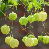 بذر گل بادکنکی رونده