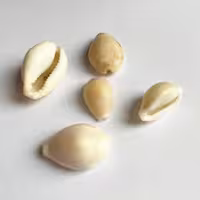 صدف طبیعی 5 عددی shell 3019