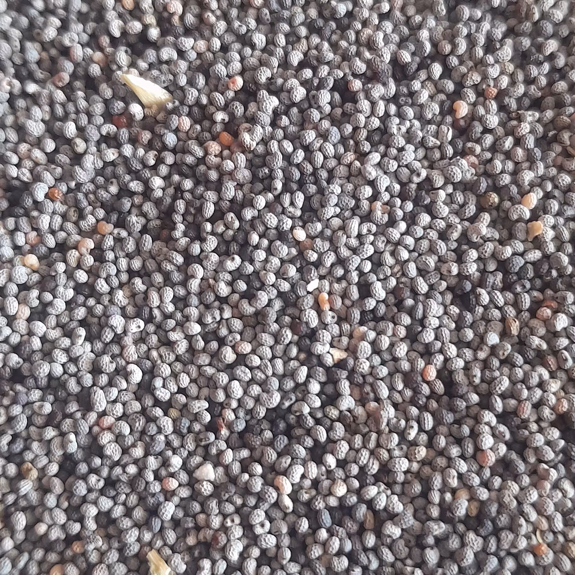 دانه خاش خاش