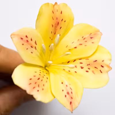 قالب فوندانت به گز مدل گل آلسترومریا مجموعه 6 عددی