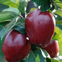 آموزش درختان میوه دانه دار