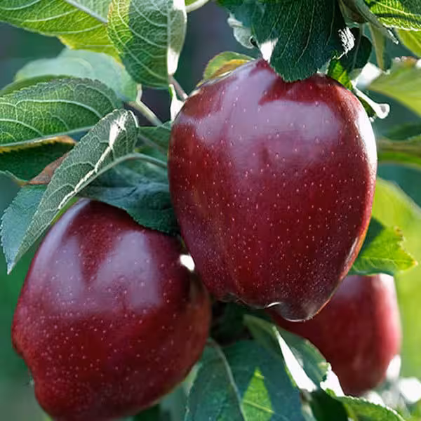 آموزش درختان میوه دانه دار