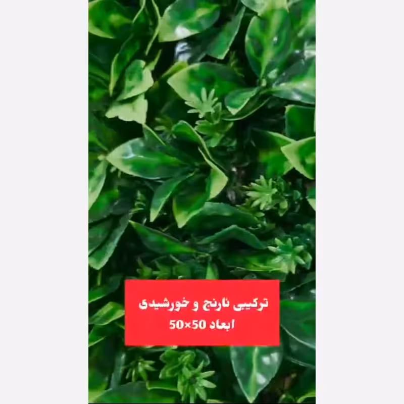 گرین وال ترکیبی نارنج و خورشیدی ابعاد 50در50 cm (دیوار سبز/گرینوال)(پس کرایه)