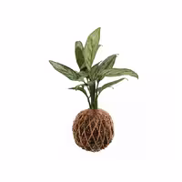 گل کوکداما اگلونما