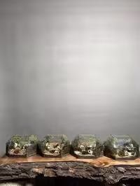 خرید هدیه شرکتی 4 عدد تراریوم طرح سرخس ورنا ارسال فوری به تهران و سراسر ایران