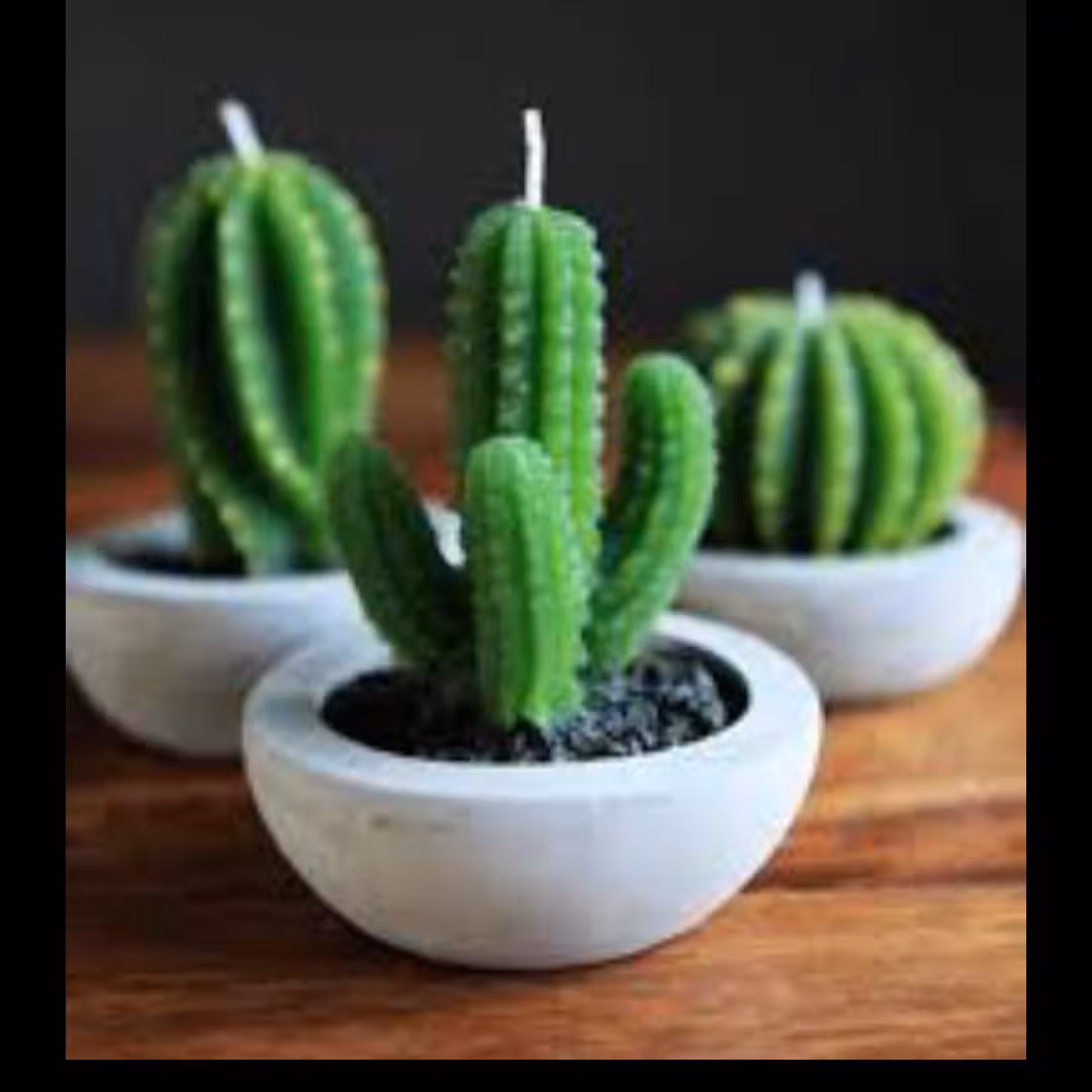 شمع طرح کاکتوس بسته یک عددی