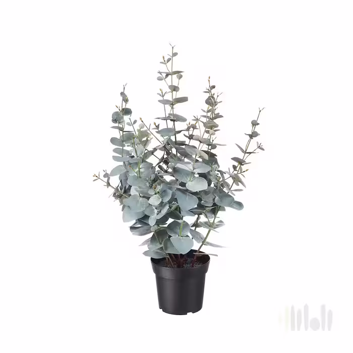 درختچه اکالیپتوس ایکیا مدل FEJKA