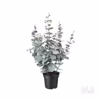 درختچه اکالیپتوس ایکیا مدل FEJKA