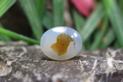 عقیق شجر برزیل