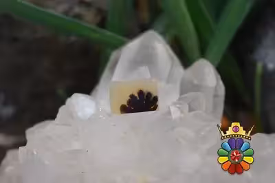 عقیق شجر