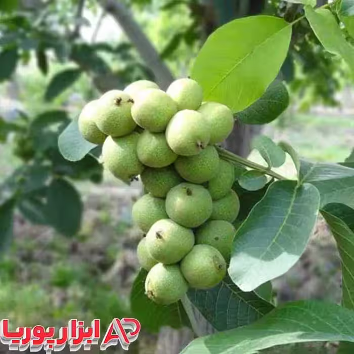 نهال گردو آریانا یک ساله