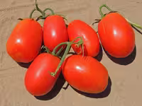 بذر گوجه فرنگی استاندارد ریوگرند ویکیما