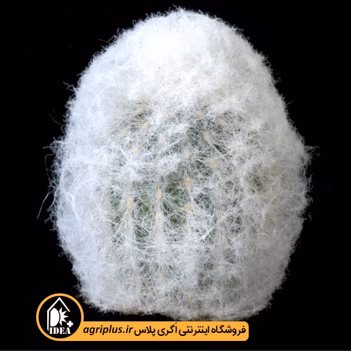 بذر کاکتوس Espostoa Nana