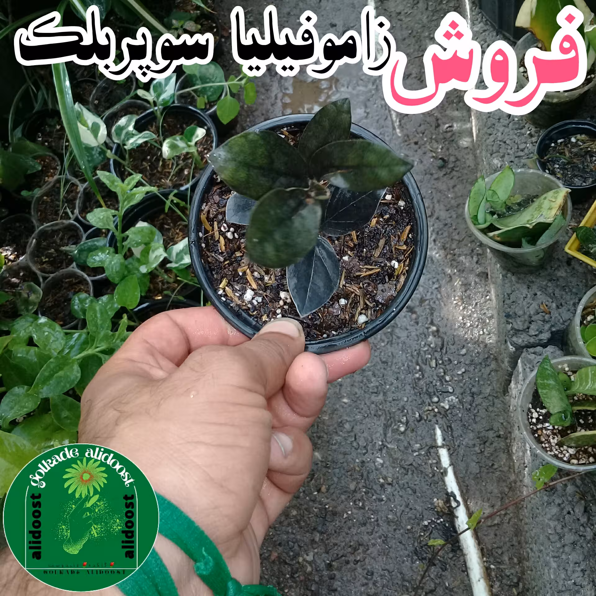 زاموفیلیا مشکی