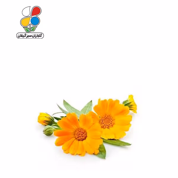 بذر گل همیشه بهار بسته بندی کوچک
