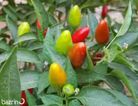 بذر فلفل بولیوی قرمز