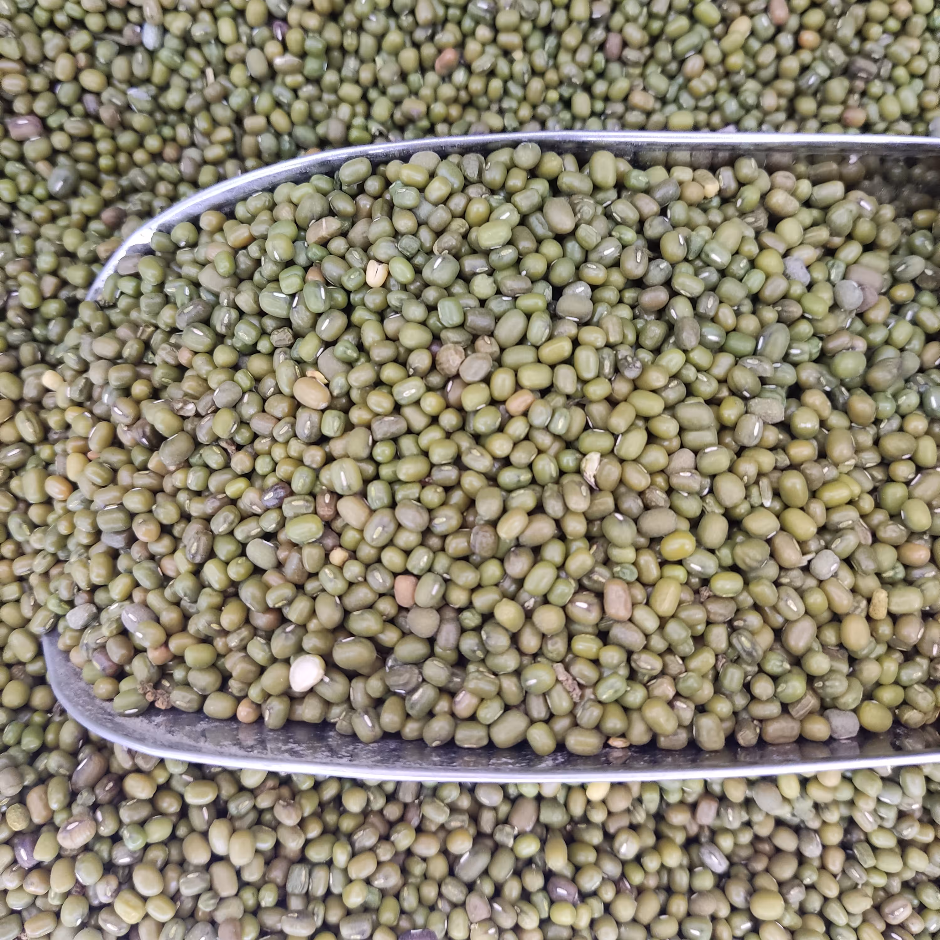 ماش اعلا و زودپز 500 گرمی 