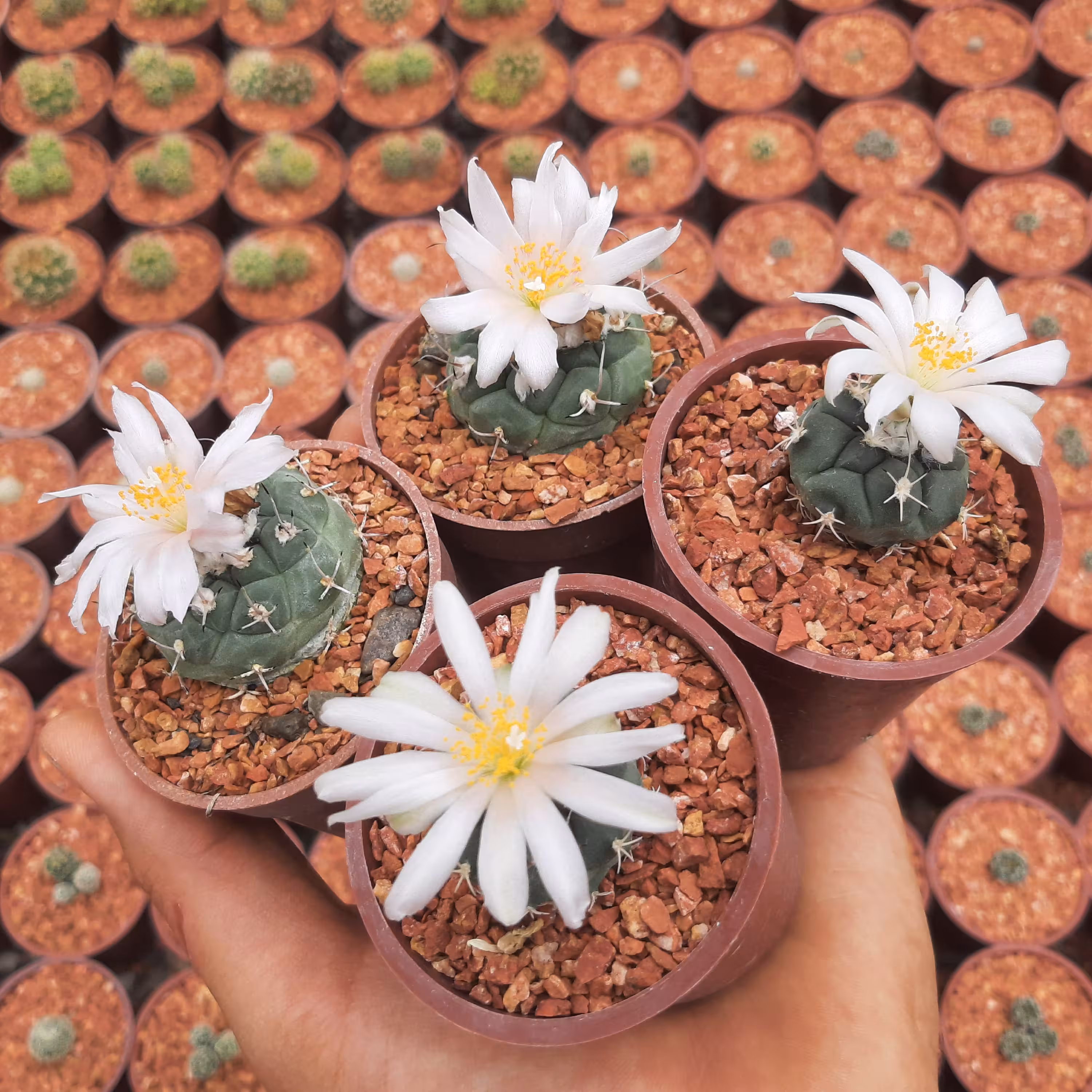 توربینی کارپوس لوفوفوریدوس بالغ