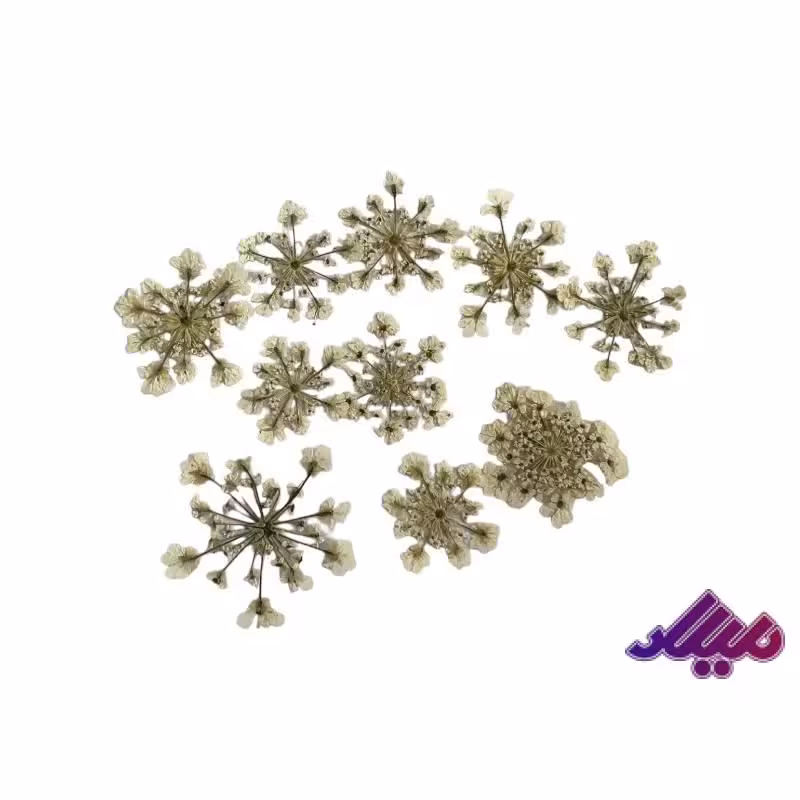 گل خشک شوکران سفید 10 عددی