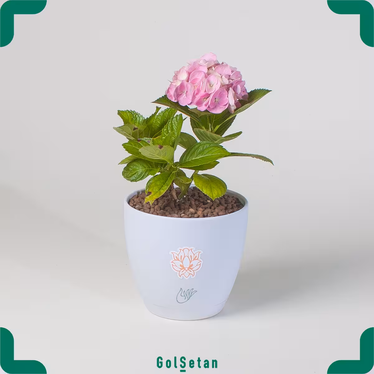 گلدان گل هورتانسیا صورتی