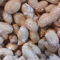 با دام زمینی آستانه با پوست کیفیت عالی 250 گرمی آجیل و خشکبار شفیعی 